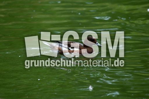 Bernierente (3 von 3).jpg